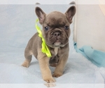 Small French Bulldog