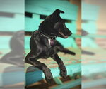 Small #3 Border Collie Mix