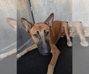 German Shepherd Dog-Unknown Mix Dogs for adoption in San Antonio, TX, USA