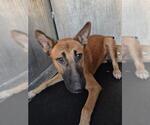 Small German Shepherd Dog Mix