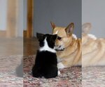 Small #2 Pembroke Welsh Corgi