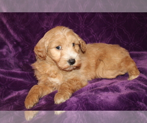 Goldendoodle (Miniature) Puppy for sale in BLMGTN, IN, USA