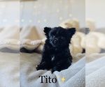 Small Photo #3 Chihuahua Puppy For Sale in COOKEVILLE, TN, USA