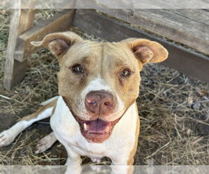 SUGAR TEA - Female Mutt Dog for Adoption - Photo #2