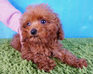 Small Photo #6 Poodle (Toy) Puppy For Sale in LA MIRADA, CA, USA