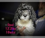 Small Photo #3 Saint Berdoodle Puppy For Sale in CONNEAUT, OH, USA