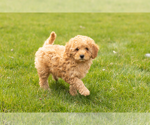 Miniature Labradoodle Puppy for sale in NAPPANEE, IN, USA