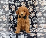 Small Photo #1 Goldendoodle (Miniature) Puppy For Sale in AIRVILLE, PA, USA