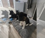 Puppy Paco Akita