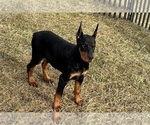 Puppy Meara AKC Doberman Pinscher