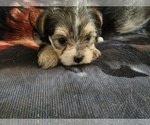 Small #2 Yorkshire Terrier
