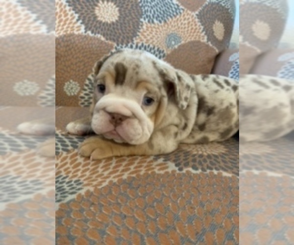 Medium Photo #7 English Bulldog Puppy For Sale in CIBOLO, TX, USA