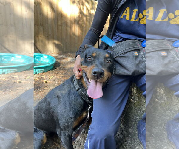 Medium Photo #5 Rottweiler-Unknown Mix Puppy For Sale in White Hall, AR, USA