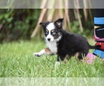 Small #3 Miniature Australian Shepherd
