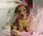 Small #1 Dachshund