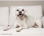Small #1 Puggle