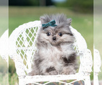 Small #6 Pomeranian