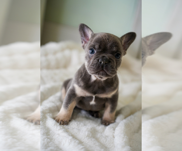 Medium Photo #3 French Bulldog Puppy For Sale in MIAMI BEACH, FL, USA