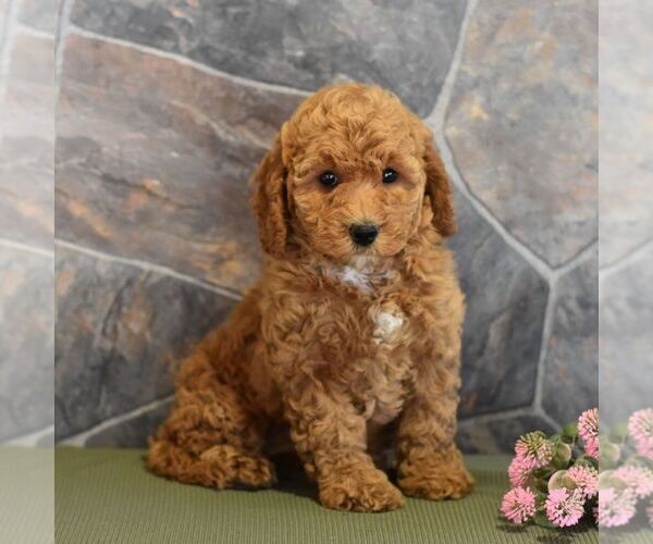 Medium Photo #6 Poodle (Miniature) Puppy For Sale in MILL HALL, PA, USA
