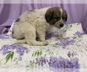 Anatolian Shepherd Dogs for adoption in Modesto, CA, USA