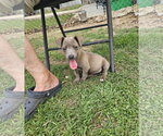 Small #1 Chihuahua Mix