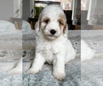 Small Photo #62 Goldendoodle (Miniature) Puppy For Sale in PENSACOLA, FL, USA