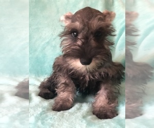 Schnauzer (Miniature) Puppy for sale in KENDALL, FL, USA