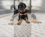 Puppy Brown collar Doberman Pinscher