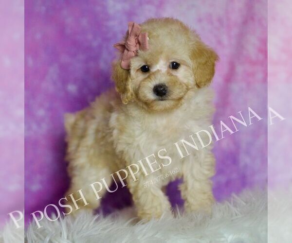 Medium Photo #69 Poodle (Miniature) Puppy For Sale in WARSAW, IN, USA