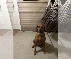 Redbone Coonhound Puppy for sale in CENTERTON, AR, USA