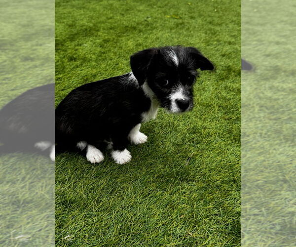 Medium Photo #5 Jack Tzu Puppy For Sale in San Diego , CA, USA