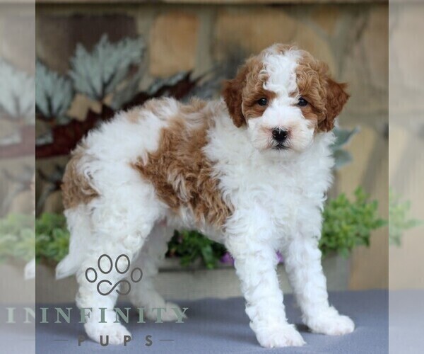 Medium Photo #4 Goldendoodle (Miniature) Puppy For Sale in EAST EARL, PA, USA