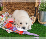 Small #4 Golden Retriever