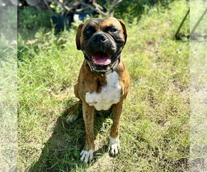 Boxer Dogs for adoption in Dumont, NJ, USA