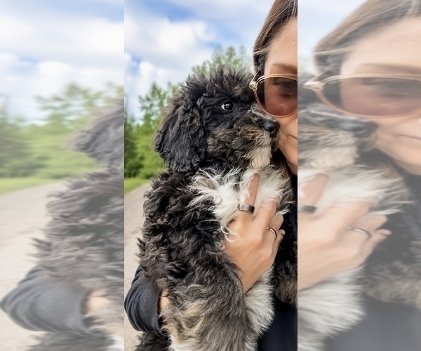 Medium Photo #2 Bernedoodle Puppy For Sale in CENTURIA, WI, USA