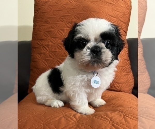 Medium Photo #19 Shih Tzu Puppy For Sale in DOWNEY, CA, USA