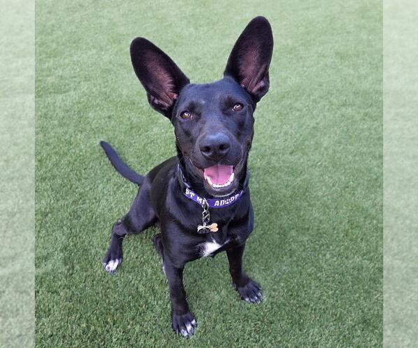 Medium Photo #25 Mutt Puppy For Sale in San Diego, CA, USA