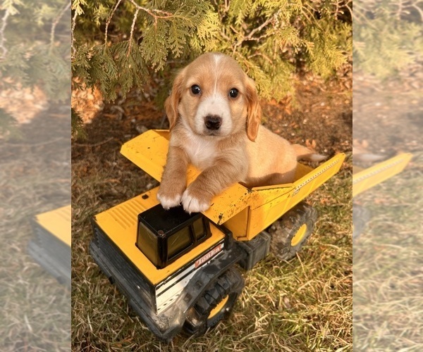 Medium Photo #2 Dachshund Puppy For Sale in MIDDLEBURY, IN, USA