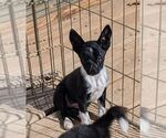 Small Australian Shepherd-Rat Terrier Mix