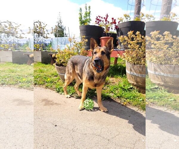 Medium Photo #2 German Shepherd Dog Puppy For Sale in Sequim, WA, USA