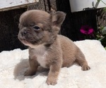 Small #2 French Bulldog