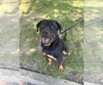 Small #1 Mutt