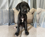 Small Photo #6 Great Dane Puppy For Sale in CLOVER, SC, USA