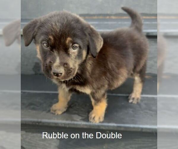 Medium Photo #1 Labrador Retriever-Unknown Mix Puppy For Sale in Sandy, UT, USA