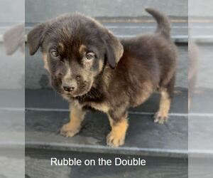 Labrador Retriever-Unknown Mix Dogs for adoption in Sandy, UT, USA