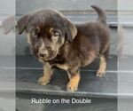 Small Labrador Retriever Mix