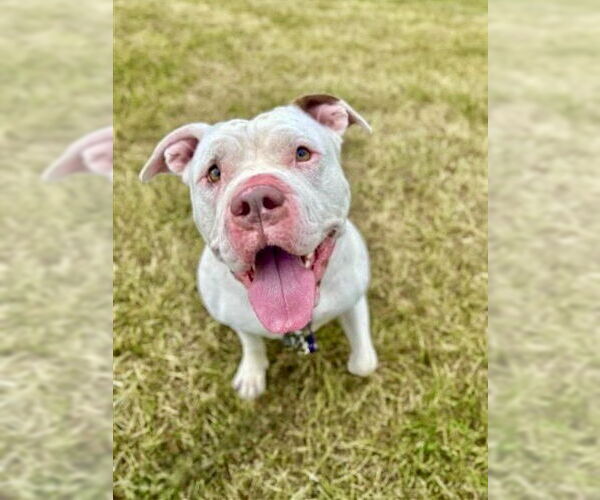 Medium Photo #1 American Pit Bull Terrier Puppy For Sale in Gloversville, NY, USA