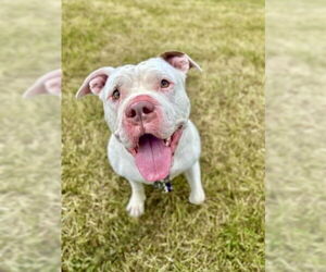 American Pit Bull Terrier Dogs for adoption in Gloversville, NY, USA