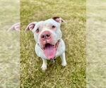 Small American Pit Bull Terrier