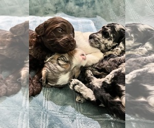 Bordoodle Litter for sale in SAN JUAN CAPISTRANO, CA, USA